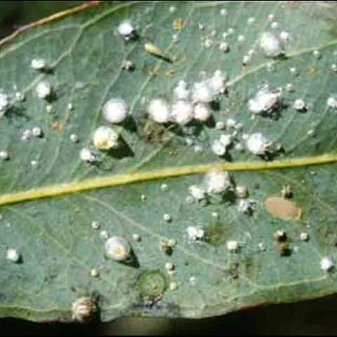 thumbnail for publication: Eucalyptus Psyllid, Blastopsylla occidentalis Taylor and Red Gum Lerp Psyllid, Glycaspis brimblecombei Moore (Insecta: Hemiptera: Psyllidae)